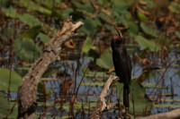 Pambula Wetlands